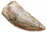 Serrated Raptor Tooth - Real Dinosaur Tooth #376438-1